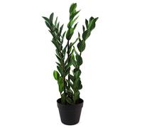Leaf Large Artificial Plant Foliage 75cm Zanzibar Gem Design Realistic Plant Botanik in Green Leaf Green