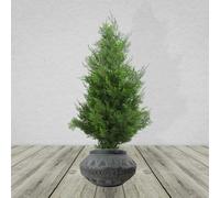 Leaf Large Composite Triangle Planter 21Cm X 40Cm