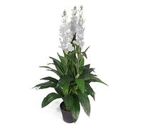 Leaf LEAF-7241 90cm Artificial Cymbidium Orchid Plant-Extra Large Black Plastic Pot Design UK, White