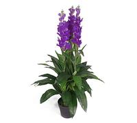 Leaf LEAF-7243 100cm Artificial Cymbidium Orchid Plant-Extra Large Black Plastic Pot Design UK, Purple