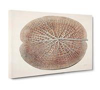 Leaf of a Gigantic Water Lily by William Sharp Canvas Print | Gallery Wrapped 30mm Frame Wall Art | 30x20 inches | Ready to Hang | Modern Floral Picture | Living Room Bedroom Lounge Office