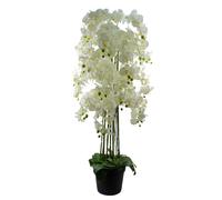 Leaf Orchid in Green Leaf Green