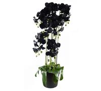 Leaf Orchid in Green Leaf Green