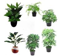 Leaf Pack of 6 Artificial Foliage Plants
