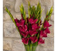 Leaf Pack Of 6 X 115Cm Artificial Pink Gladioli Stem