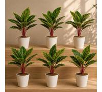 Leaf Pack of 6 x 38cm Artificial Potted Calathea Veitchiane Premium in Green | Size: 6 x 38 cm Leaf Green 6 x 38 cm