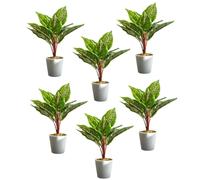Leaf Pack of 6 x 38cm Potted Calathea Veitchiane - 38cm - 38cm - Green