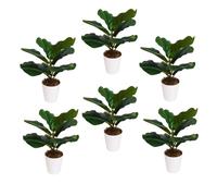 Leaf Pack of 6 x 38cm Potted Fiddle Fig Plant in Green | Size: 6 x 38 cm Leaf Green 6 x 38 cm