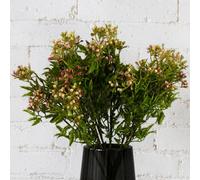 Leaf Pack Of 6 X 55Cm Artificial Foliage Stem With Pink Berries