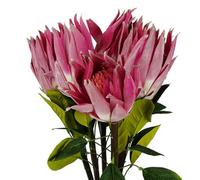 Leaf Pack Of 6 X 65Cm Protea Sugarbush Flower Stem - Pink