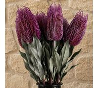 Leaf Pack Of 6 X 75Cm Banksia Menziesii Pink Flower Stem Artificial