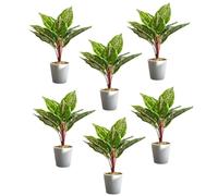 Leaf Pack of 6 x Realistic Artificial Potted Foliage Plants