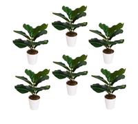 Leaf Pack of 6 x Realistic Artificial Potted Foliage Plants
