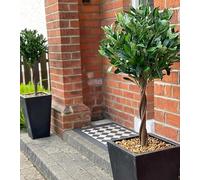 Leaf Pair of 120cm (4ft) Twist Natural Artificial Topiary Bay Laurel Ball Trees in Green | Size: 120 cm Leaf Green 120 cm
