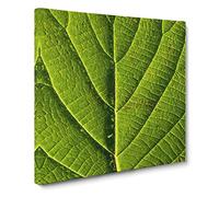 Leaf Pathways Canvas Print | Gallery Wrapped 30mm Frame Wall Art | 20x20 inches | Ready to Hang | Modern Floral Picture | Living Room Bedroom Lounge Office