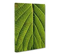 Leaf Pathways Canvas Print | Gallery Wrapped 30mm Frame Wall Art | 24x16 inches | Ready to Hang | Modern Floral Picture | Living Room Bedroom Lounge Office