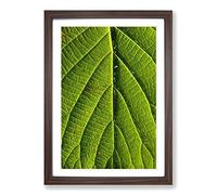 Leaf Pathways Framed Print | A2 Walnut Framed Wall Art | Ready to Hang | Modern Floral Picture | Living Room Bedroom Lounge Office