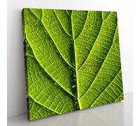 Leaf Pathways Modern Canvas Wall Art Print Ready to Hang, Framed Picture for Living Room Bedroom Home Office Décor, 50x50 cm (20x20 Inch)