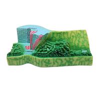 Leaf Structure Anatomical Model - Plant Anatomy Model - for Science Classroom Study Display Teaching Medical Mode