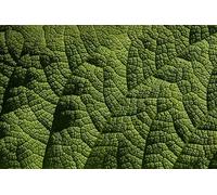 Leaf texture-300 Wooden Puzzle Sets for Families: A Variety of Skill-Enhancing Puzzle Games (14 years+)