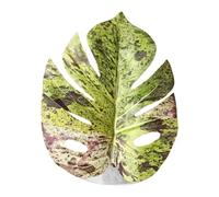 Leaf Toy for Jumping Spider - Realistic Leaf Shape Decoration with Suction Cup, , Durable PP Accessories for Invertebrates, Naturalistic Foliage to Enrich the Habitat - For Shl