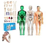 lear Human Body Structure Model Kit with 29-Piece Human Anatomy, DIY Assembled Human Torso Organ Model, Anatomy and Physiology Study Tools, Halloween Physiology Gifts for Kids Ages 8+ (F+L+T)