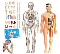 lear Human Body Structure Model Kit with 29-Piece Human Anatomy, DIY Assembled Human Torso Organ Model, Anatomy and Physiology Study Tools, Halloween Physiology Gifts for Kids Ages 8+ (F+T)