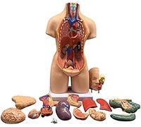 Learning Model, 55 Cm, Unisex, Human Body, Torso, Anatomy, Internal Organs, 19 Removable Parts For Teaching Materials