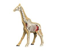Learning Model of An Animal Body, Teaching Material, Puzzle for Animal Biology Lessons for, 31010