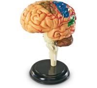 Learning Resources Age 8+ (UK Direct Account) LER3335 Anatomy for Kids, Human B