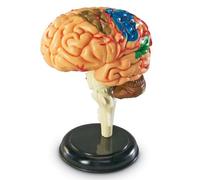 Learning Resources Brain Anatomy Model 31 Piece Set with Stand& Guide Ages 8-10