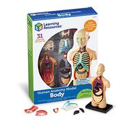 Learning Resources Anatomy Model Human Body, Ages 8+, 31-Piece Multicoloured Educational Science Model, Hands-On Learning for Kids