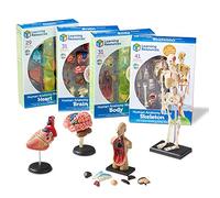Learning Resources (UK Direct Account) LER3338 Anatomy Models Bundle Set, Brain, Body, Heart, Skeleton Classroom Demonstration Tools, Teacher Accessories, Ages 8+, Multicoloured