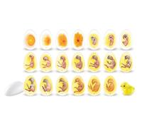 Learning Resources Chick Life Cycle Exploration Set