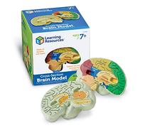 Learning Resources Cross-section Brain Model - 2 Pieces, Ages 7 Plus Brain Anatomy Model, Brain Functions Model, Human Anatomy for Kids, Foam Brain Model, Back to School Supplies