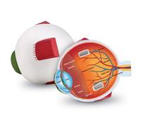 Learning Resources Cross-Section Eye Model