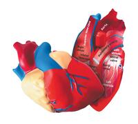 Learning Resources Cross Section Foam human Heart Model 130mm Diameter
