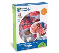 Learning Resources Detailed Human Brain Anatomy Model for Ages 8 & Up