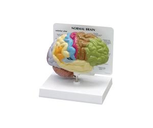 Learning Resources EI-8435 Bolt Optix Brain Anatomy Model