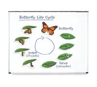 Learning Resources Giant Magnetic Butterfly Life Cycle