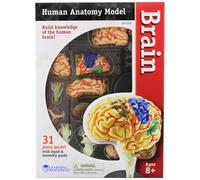 Learning Resources Human Anatomy Brain Model