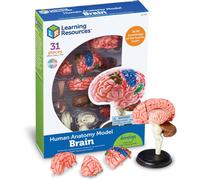 Learning Resources Human Body Brain - 31-Piece Removable Brain Model for Kids