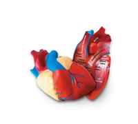 LEARNING RESOURCES LER1902 HUMAN HEART CROSSSECTION MODEL