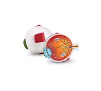 Learning Resources LER1907 Cross-Section Eye Model