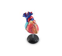 Learning Resources LER3334 Model Heart Anatomy