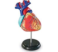 Learning Resources LER3334, Working Anatomy for Kids, Human Body Heart, Educational Model, Ages 8+, Multicoloured