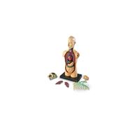 Learning Resources LER3336 Model Human Body Anatomy