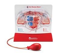 Learning Resources Pumping Heart Model, 12inx11inx5in | Science Classroom Must Haves, STEM Student Essentials, Practice Anatomy, Cardiology Artery and Veins Study Tools