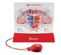 Learning Resources Pumping Heart Model