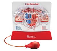 Learning Resources Pumping Heart Model, 12inx11inx5in